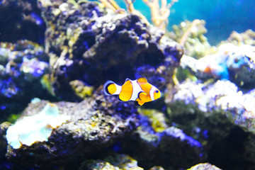 Naklejka na ściany i meble fish, ocean, sea, underwater world, corals, water, blue, blue, yellow, reef, nature, Nemo