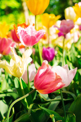 Obraz na płótnie Canvas Tulips and bluebell flowerbed