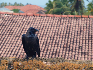 Raven on the roof