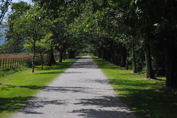 Fototapeta na wymiar Sunny way in a park with trees.