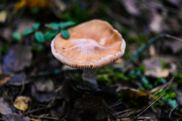 Mushroom in the forest. Closeup of not edible mushrooms in the grass. Poisonous fly agaric