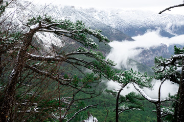 View of the snowy tops of the mountains through the pines. Winter landscape