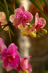 Obraz premium orchid in garden