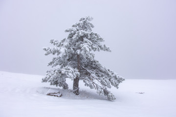 Fototapeta na wymiar lonely snowy pine tree in the mountains