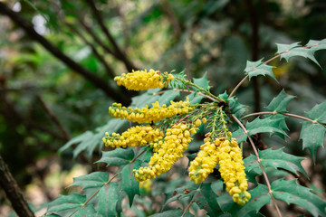 Magonia medium Charit y. yellow buds close up