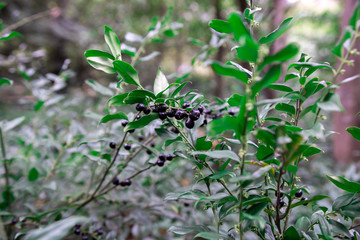 privet ordinary. black berries on a branch of a bush