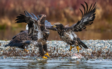 American Bald Eagles