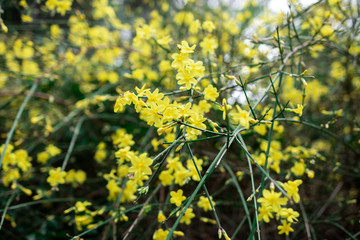 yellow flowers close-up on bare twigs. early spring.