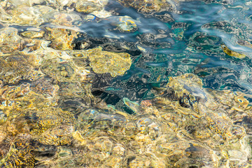 Coral under clear water. Abstract marine background