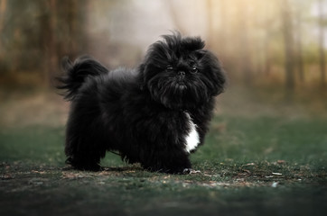 cute puppy black shih tzu beautiful dog cute portrait walk with puppy