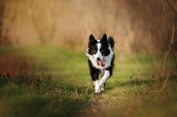 Fototapeta na wymiar border collie dog beautiful portrait sunny day fun walk
