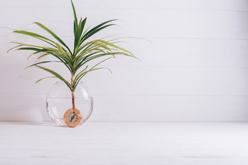 Palm tree in a glass vase on a white wooden background
