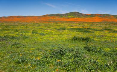 Orange poppy fields blanket a hillside in California