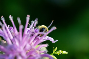 Closeup of Bumblebee on Bee balm flower