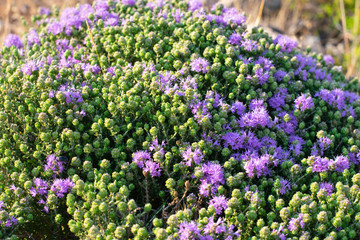 Obraz premium Mediterrenean thyme also known as thymbra capitata. Spicy flavoring for meal. Aromatic seasoning cooking ingredient.