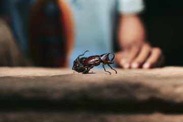 dynastinae hercules rhinoceros beetle fighting. battle of horn beetle