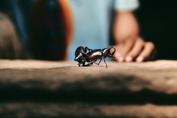 dynastinae hercules rhinoceros beetle fighting. battle of horn beetle