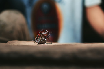 dynastinae hercules rhinoceros beetle fighting. battle of horn beetle