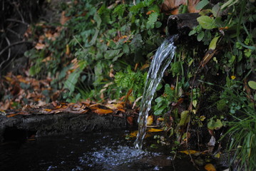 Stream between the leaves.