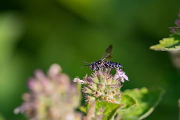 Closeup of bee on flower