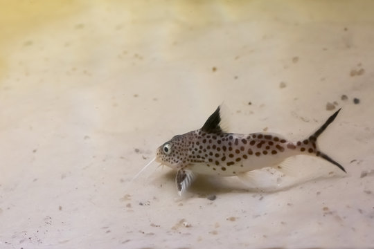 Featherfin squeaker also called as "Synodontis eupterus" is swimming underwater in the sand