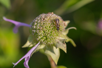 Closeup of bee on bee balm flower