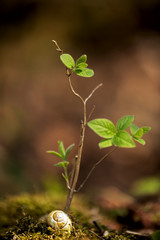 springtime,  the first leaves stretch out towards the sun