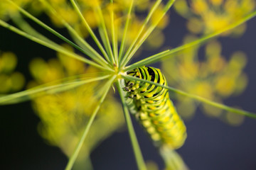 Closeup of Swallowtail butterfly caterpillar