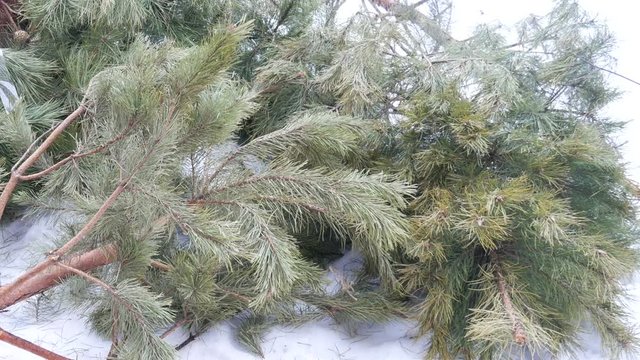 Christmas tree laying on the streen near trash can after new year holidays