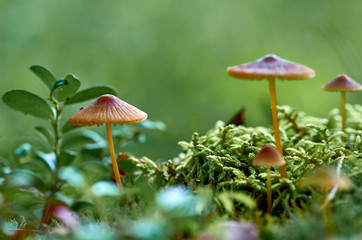 Group of mushrooms in the forest on the moss