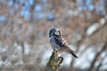 Northern hawk-owl sitting on a tree