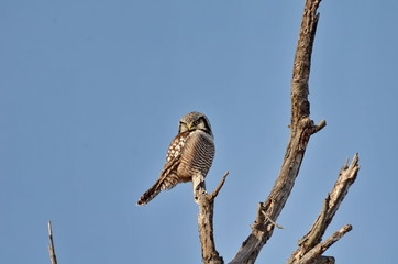Northern hawk-owl sitting on a tree