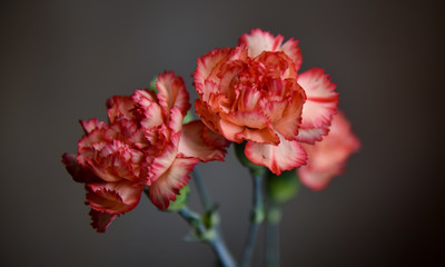 Orange Carnation Flowers Against Soft Background