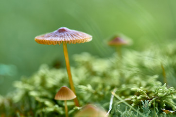 Group of mushrooms in the forest on the moss