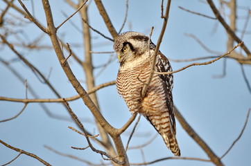 Northern hawk-owl sitting on a tree