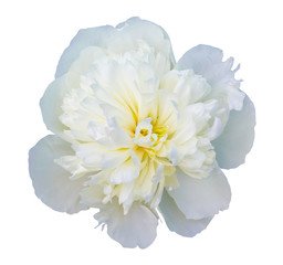 White peony flower on white isolated background_