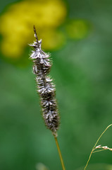 Dry grass