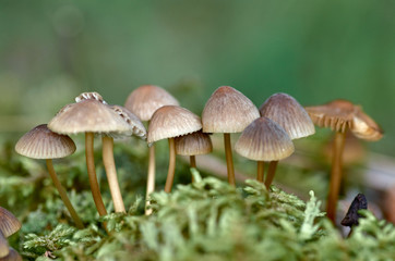 Group of mushrooms in the forest on the moss