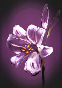 hand drawnd lily flower illustration 