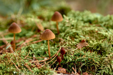 Group of mushrooms in the forest on the moss