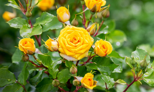Bush of yellow roses. Spring and summer flowers_