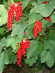 Ribes rubrum