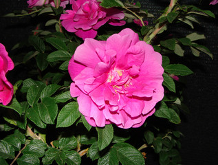 Rosa rugosa