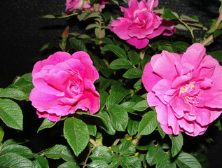 Rosa rugosa