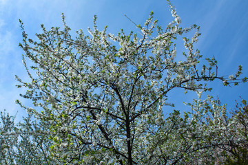 Blooming tree on a background of blue sky in early spring