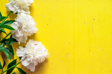 Lone beige white peony on old painted yellow wood grunge background texture for summer. Flat lay, top view with copy space