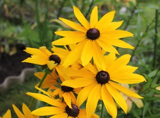 brilliant goldsturm rudbeckia in the garden