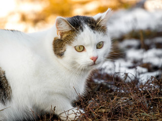 A white spotted cat sits on the ground during the melting of snow_