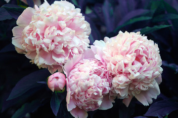 Obrazy na Szkle  Beautiful pink peony background in vintage style. Beautiful flowers, peonies. A bouquet of pink pawns background. Lush petals of white-pink peony, close-up. pink colored peonies, blur, soft focus,