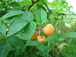 Rubus idaeus